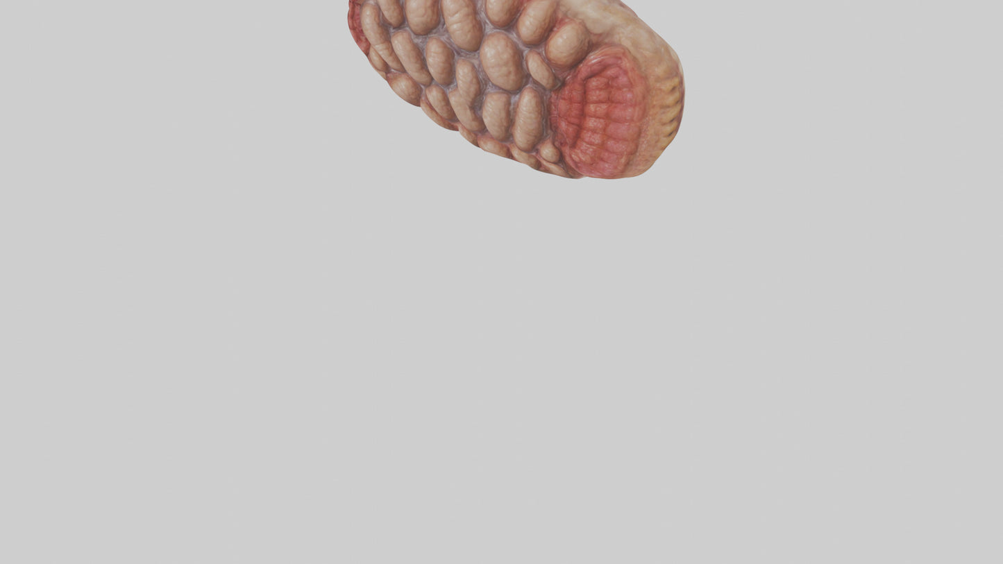 Leopard Large Intestine VR / AR / low-poly