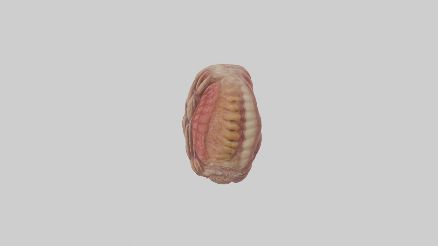 Leopard Large Intestine VR / AR / low-poly