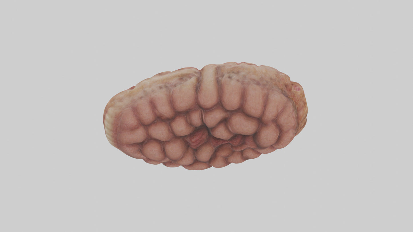 Leopard Large Intestine VR / AR / low-poly