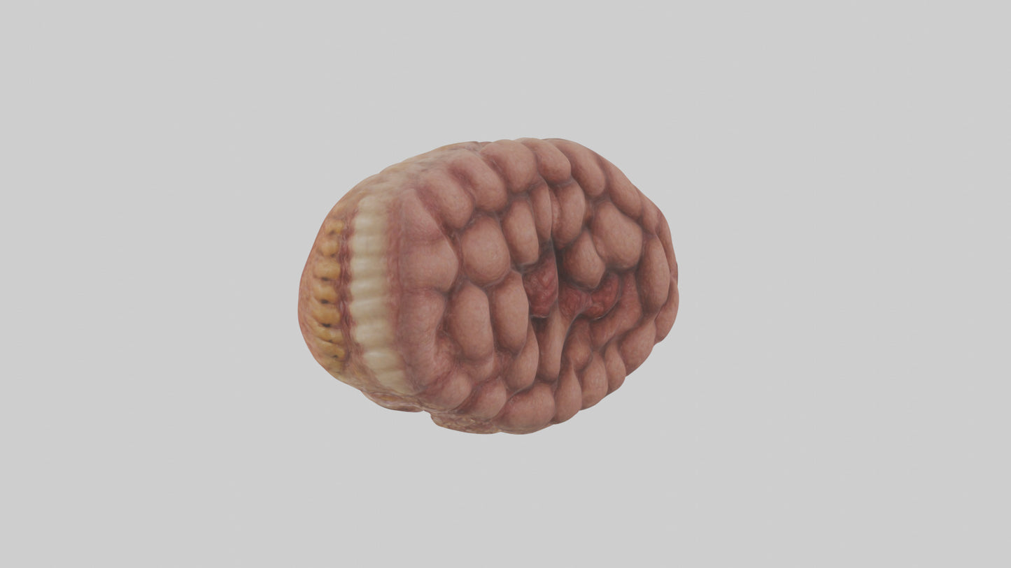Leopard Large Intestine VR / AR / low-poly