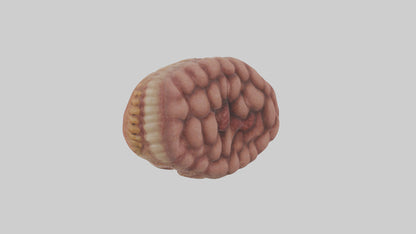 Leopard Large Intestine VR / AR / low-poly