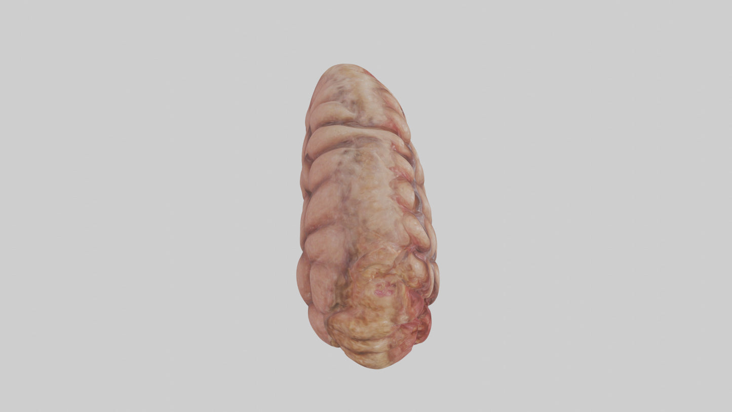 Leopard Large Intestine VR / AR / low-poly
