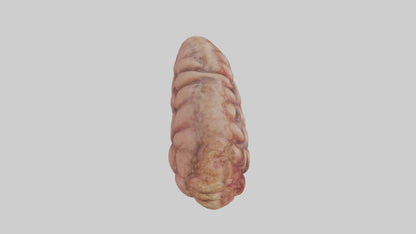 Leopard Large Intestine VR / AR / low-poly