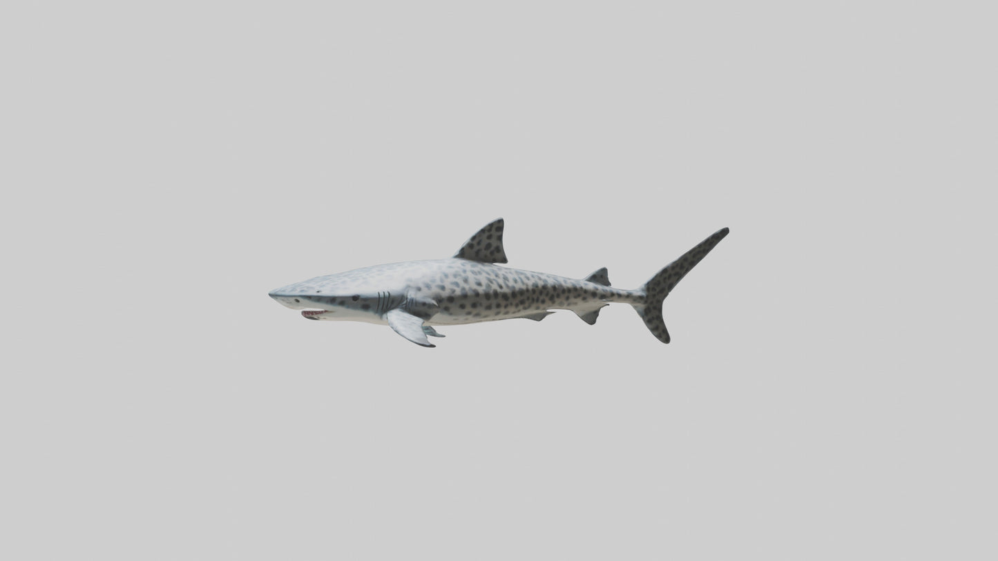 Leopard Shark cruising model VR / AR / low-poly