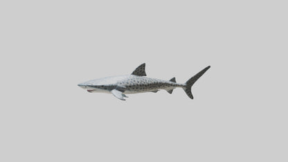 Leopard Shark cruising model VR / AR / low-poly