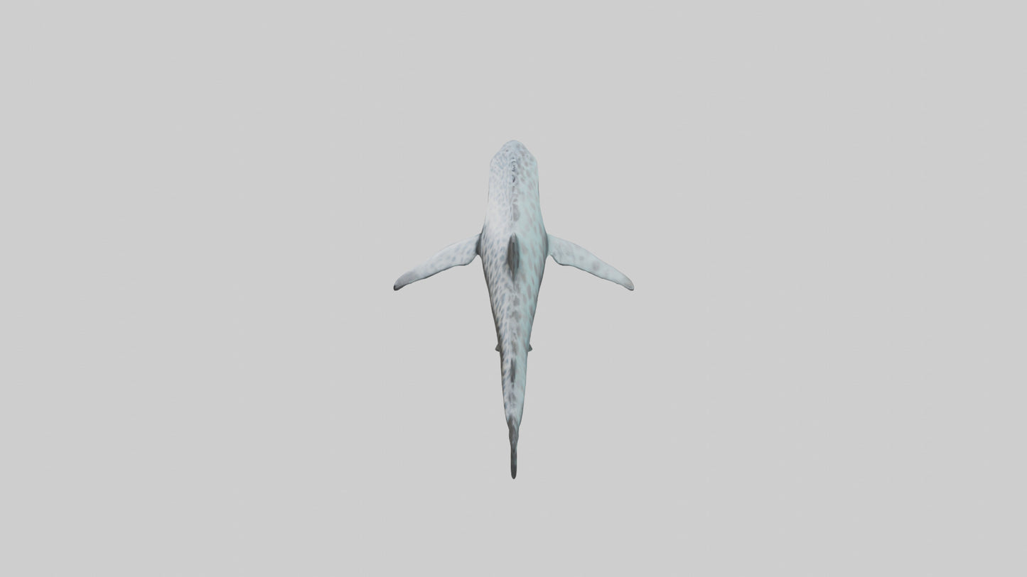Leopard Shark cruising model VR / AR / low-poly