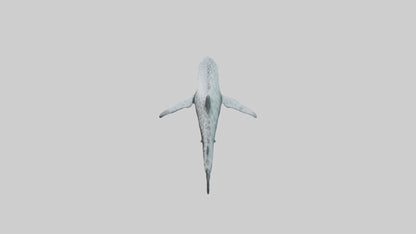 Leopard Shark cruising model VR / AR / low-poly