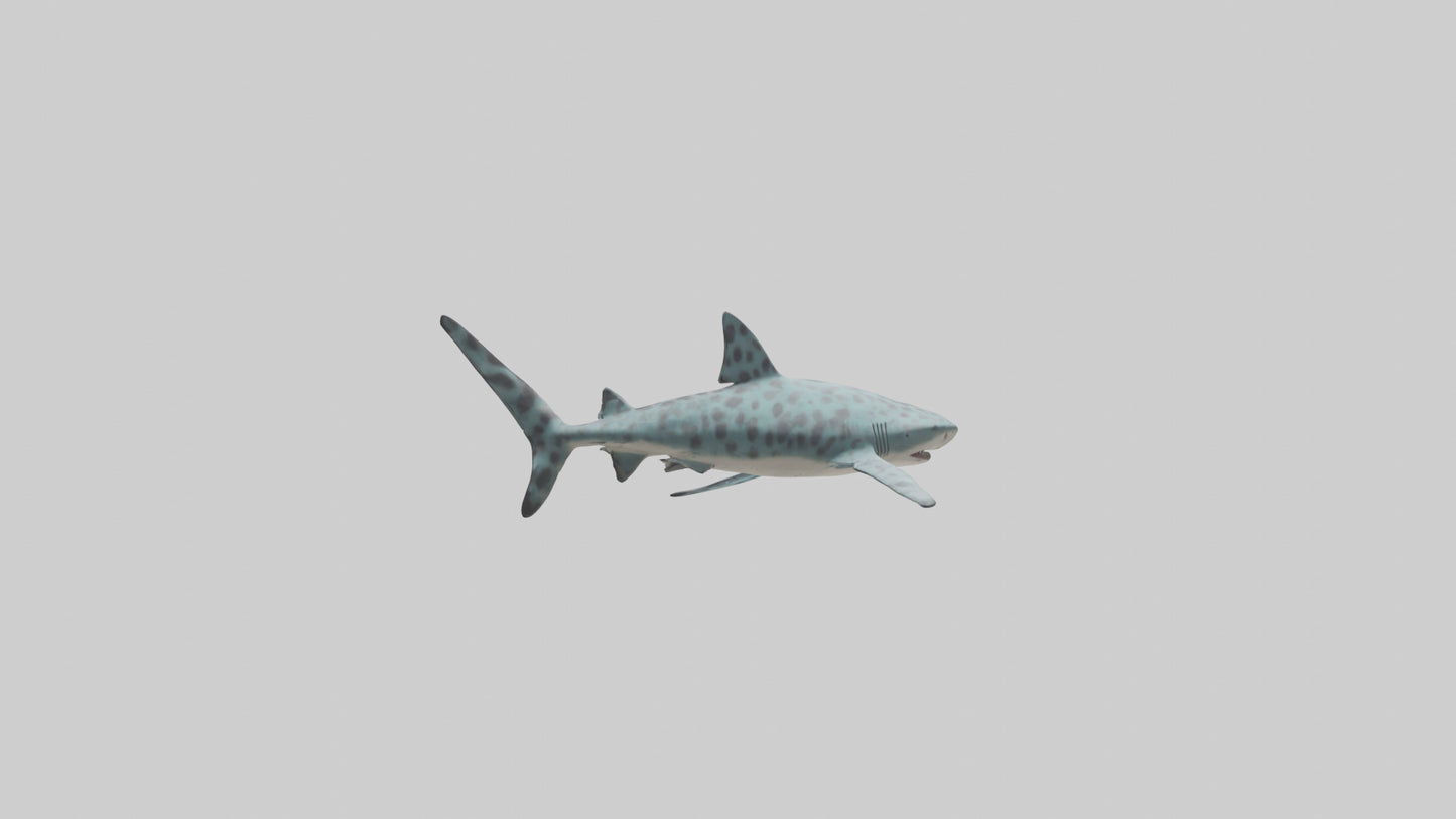 Leopard Shark cruising model VR / AR / low-poly