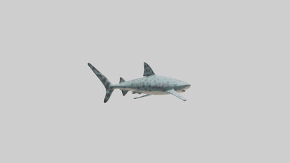 Leopard Shark cruising model VR / AR / low-poly