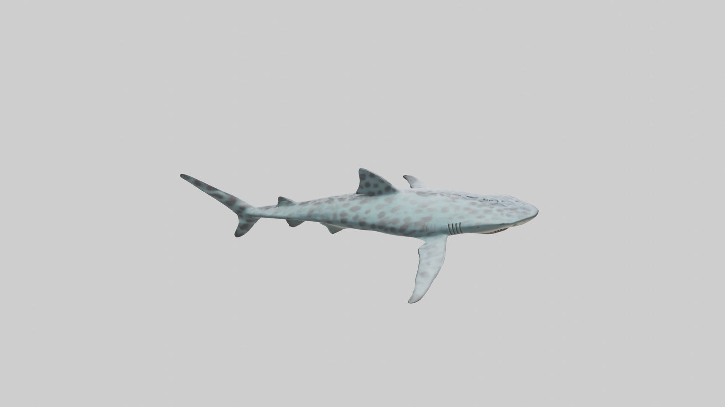 Leopard Shark cruising model VR / AR / low-poly