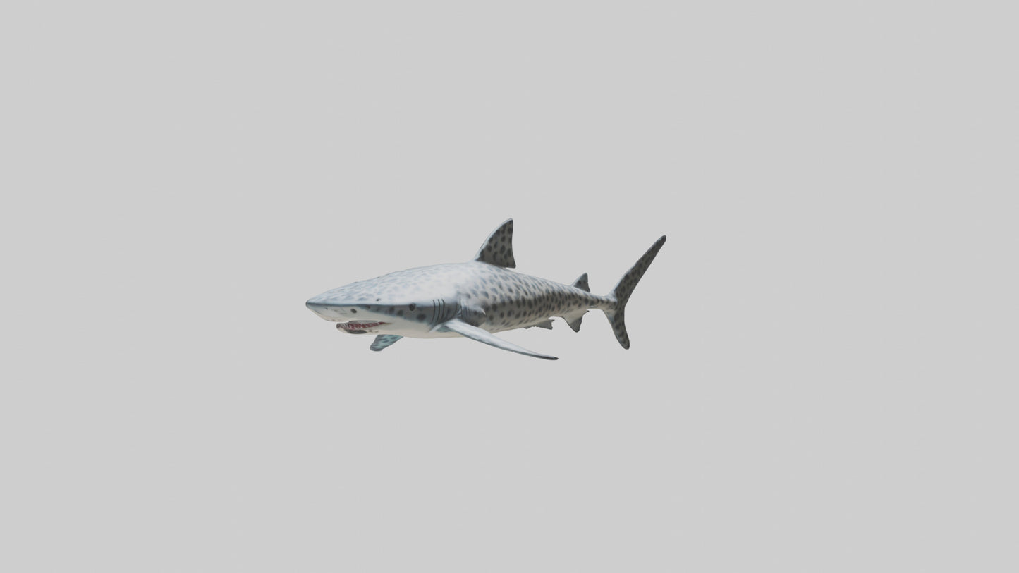 Leopard Shark cruising model VR / AR / low-poly