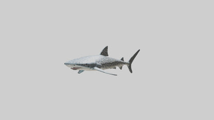 Leopard Shark cruising model VR / AR / low-poly