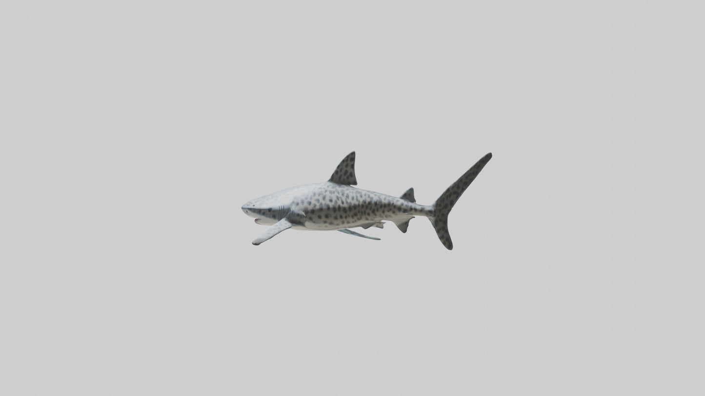 Leopard Shark cruising model VR / AR / low-poly