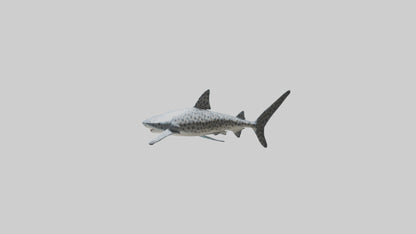 Leopard Shark cruising model VR / AR / low-poly