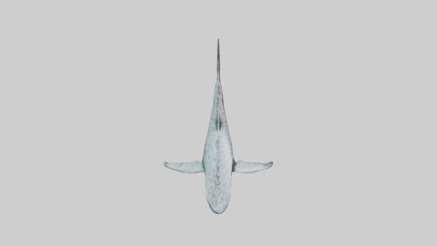 Leopard Shark cruising model VR / AR / low-poly