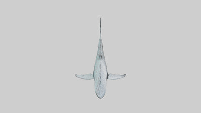 Leopard Shark cruising model VR / AR / low-poly