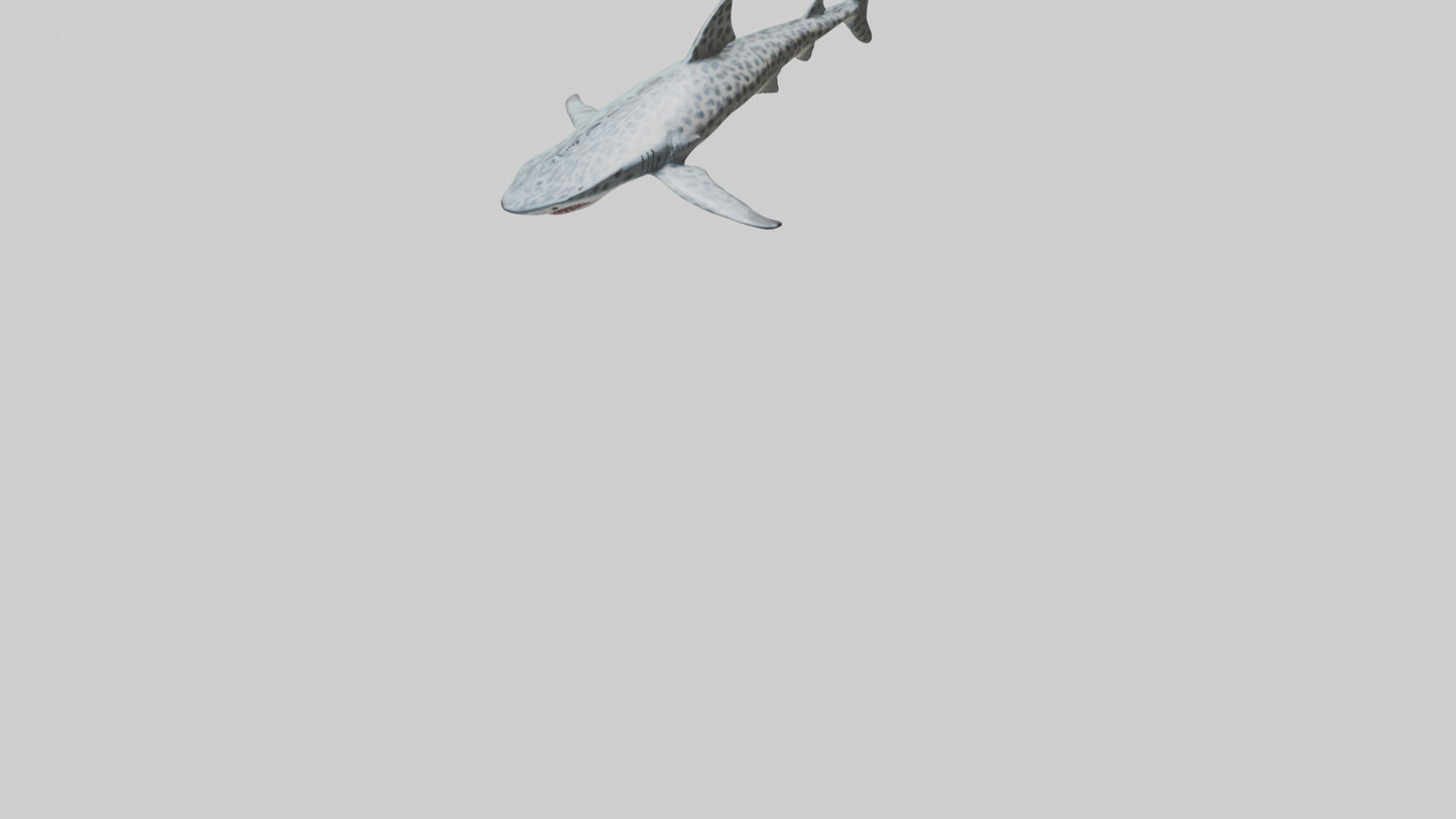 Leopard Shark cruising model VR / AR / low-poly