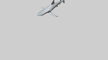Leopard Shark cruising model VR / AR / low-poly