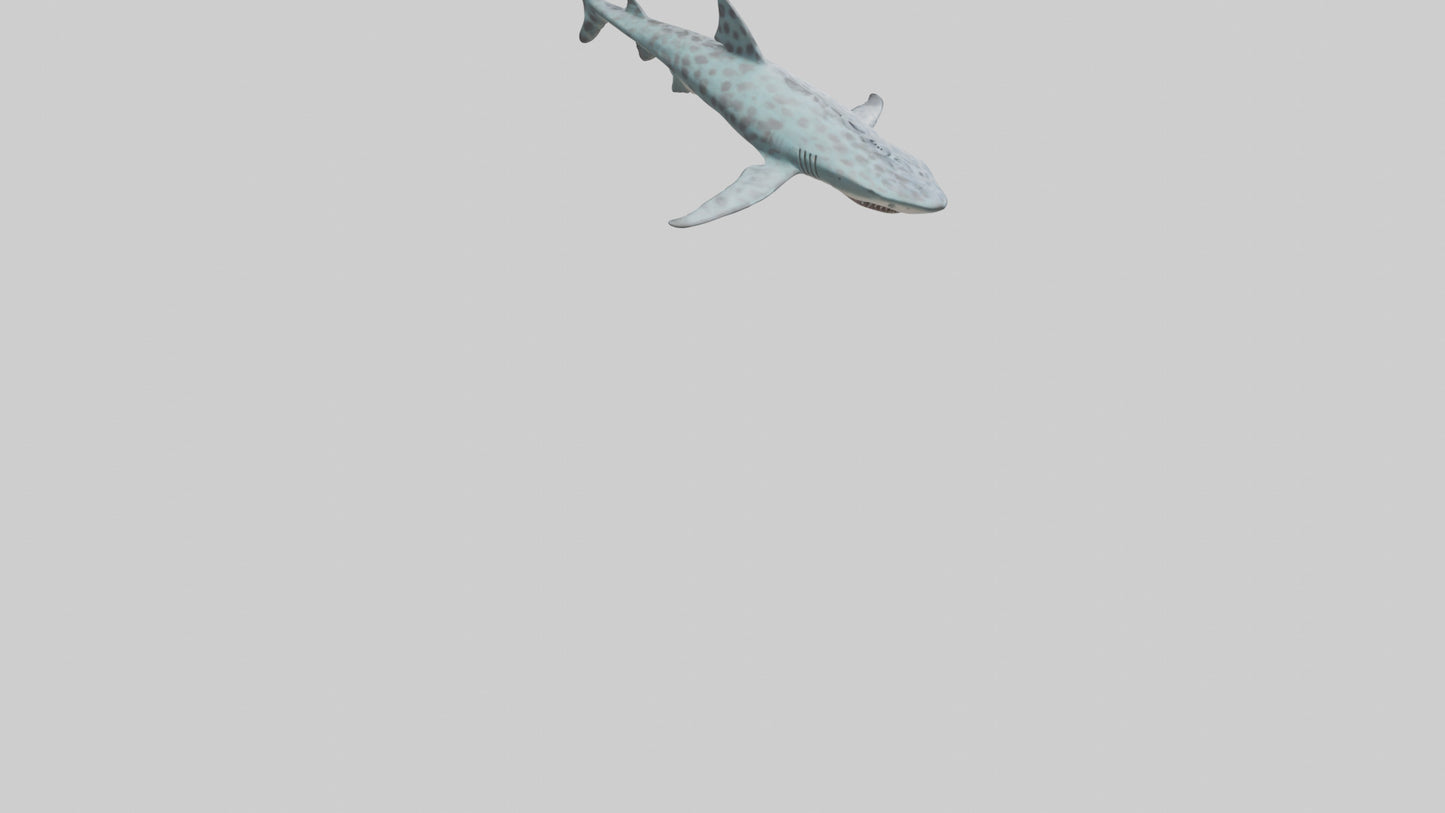 Leopard Shark cruising model VR / AR / low-poly