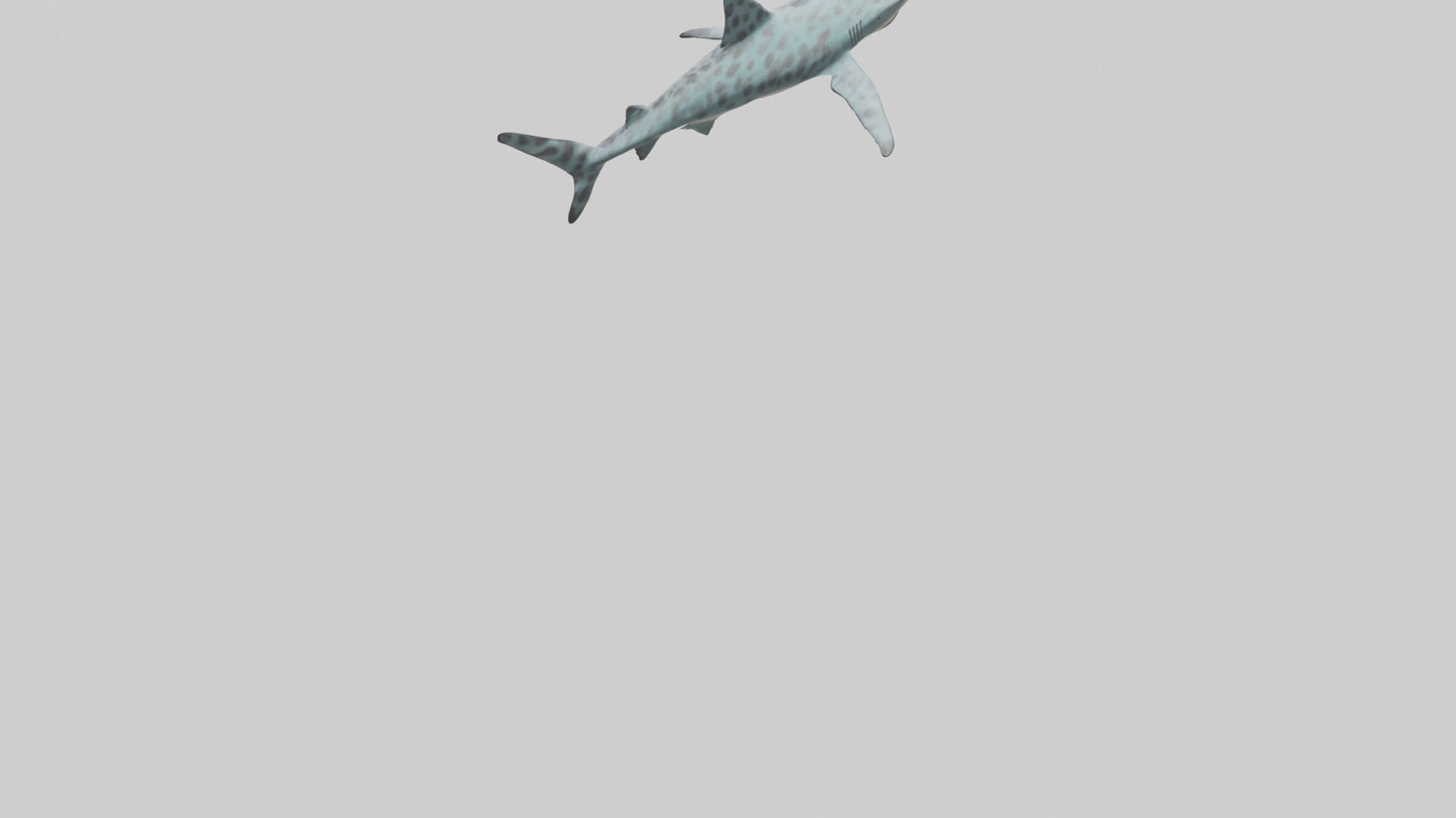 Leopard Shark cruising model VR / AR / low-poly