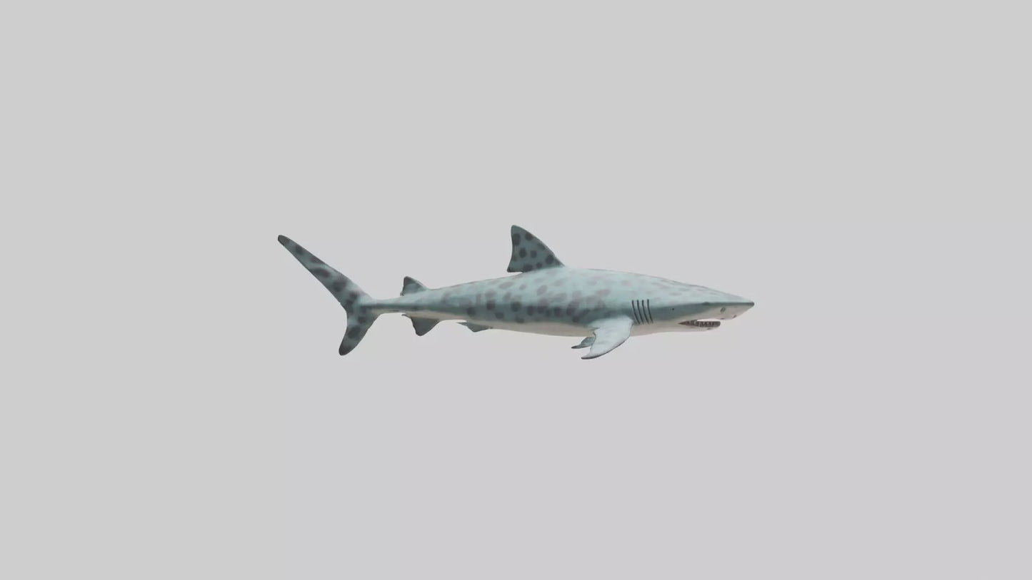 Leopard Shark cruising model VR / AR / low-poly