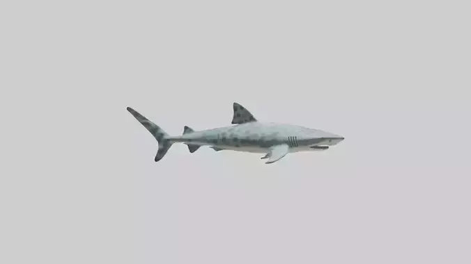 Leopard Shark cruising model VR / AR / low-poly