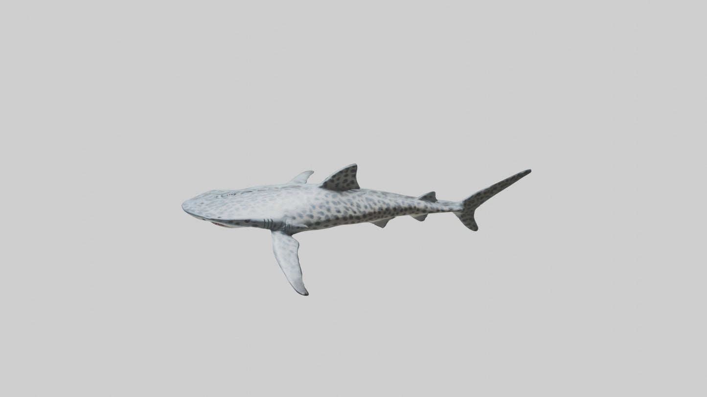 Leopard Shark cruising model VR / AR / low-poly