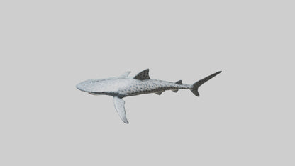 Leopard Shark cruising model VR / AR / low-poly