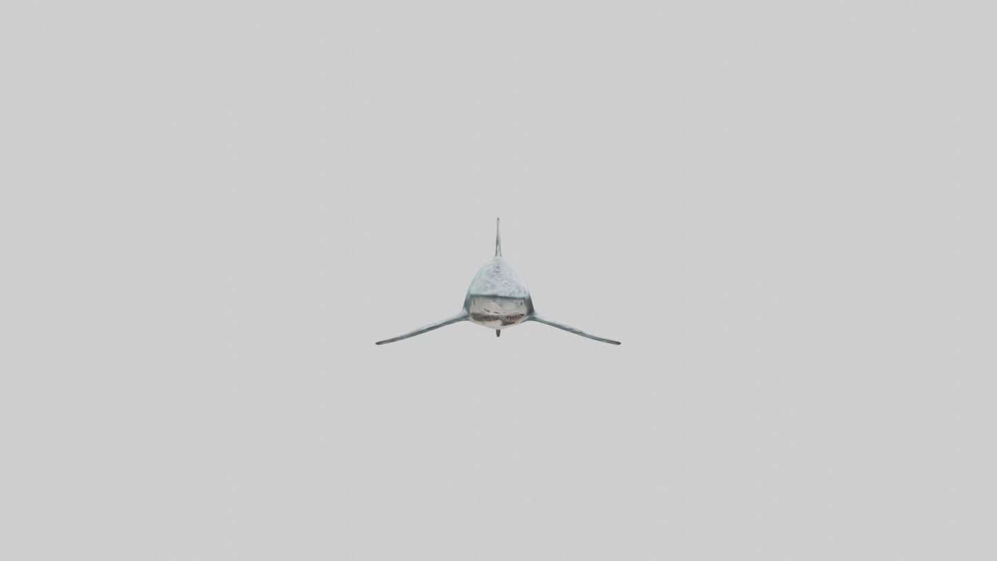 Leopard Shark cruising model VR / AR / low-poly