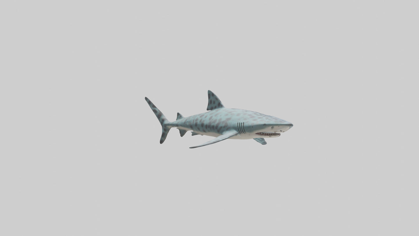 Leopard Shark cruising model VR / AR / low-poly