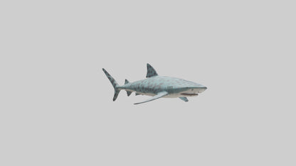 Leopard Shark cruising model VR / AR / low-poly