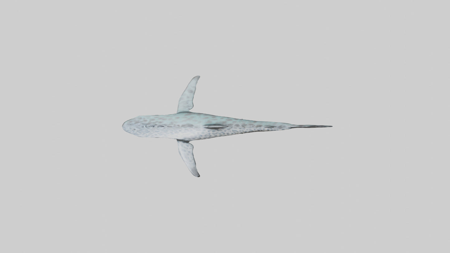 Leopard Shark cruising model VR / AR / low-poly