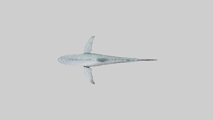 Leopard Shark cruising model VR / AR / low-poly