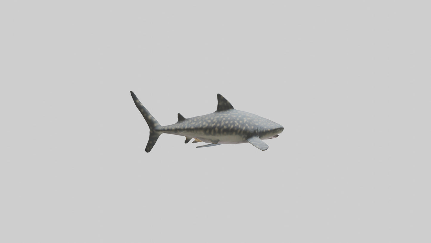 Leopard Shark resting model VR / AR / low-poly