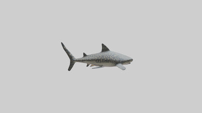Leopard Shark resting model VR / AR / low-poly