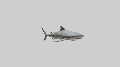 Leopard Shark resting model VR / AR / low-poly