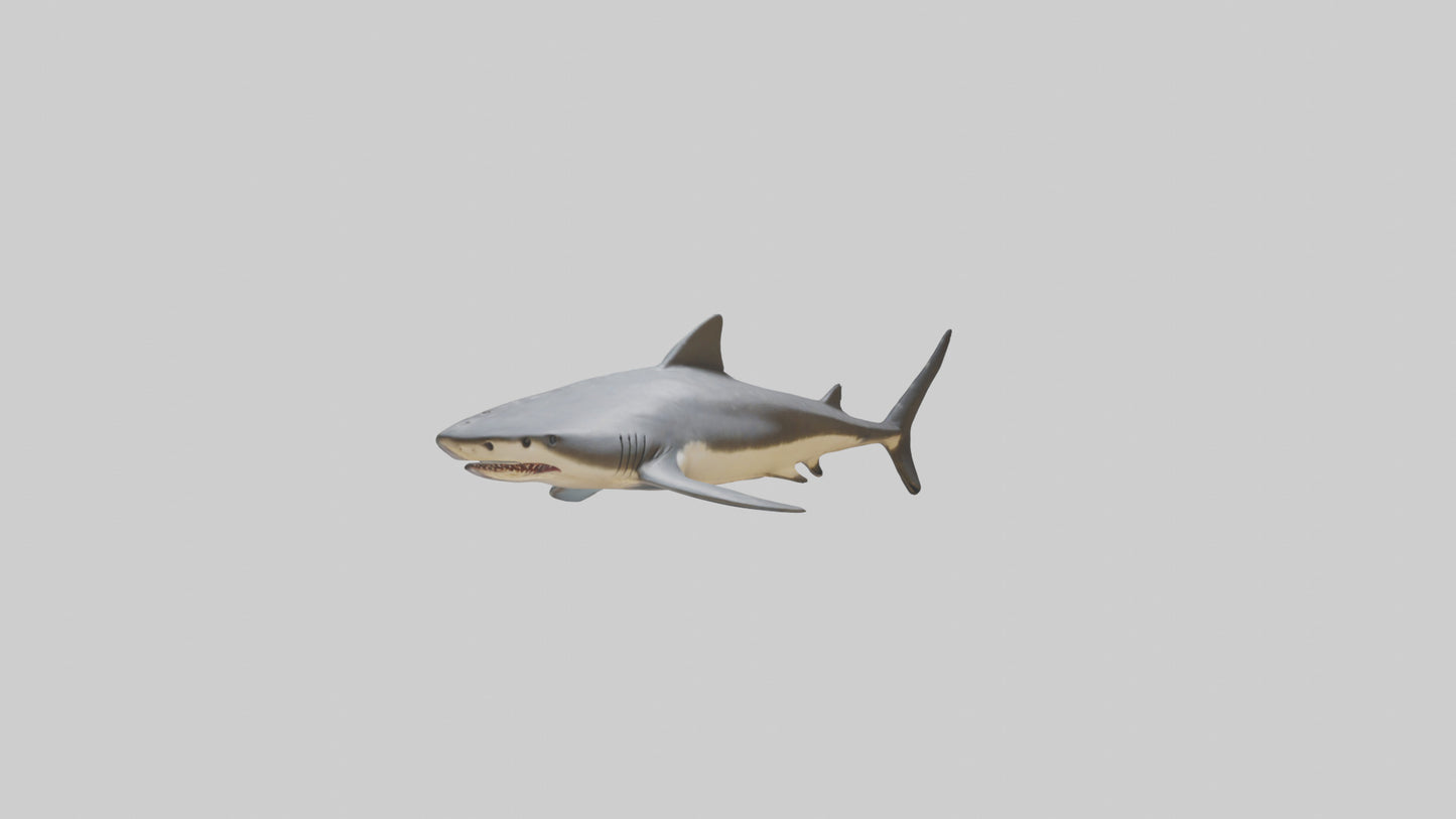 Leopard Shark resting model VR / AR / low-poly