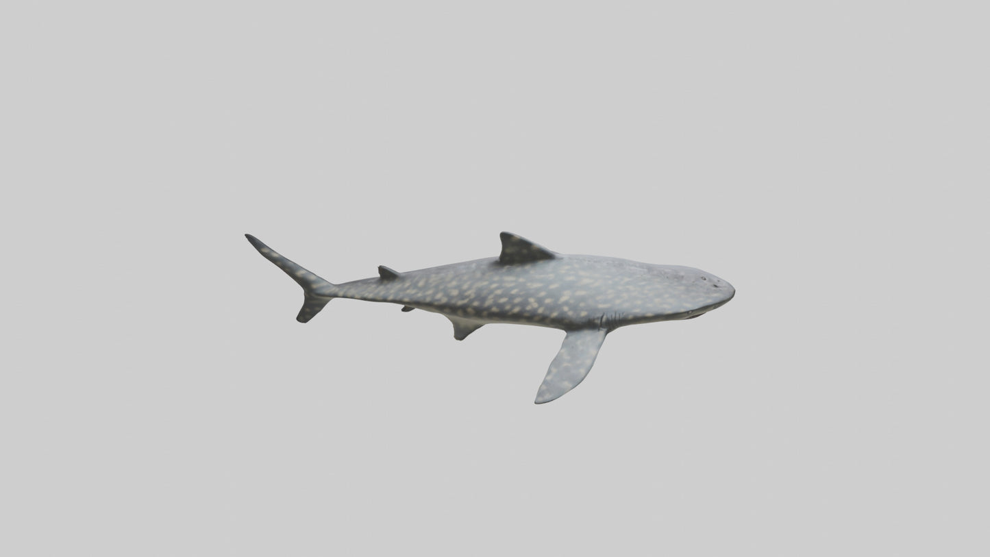 Leopard Shark resting model VR / AR / low-poly