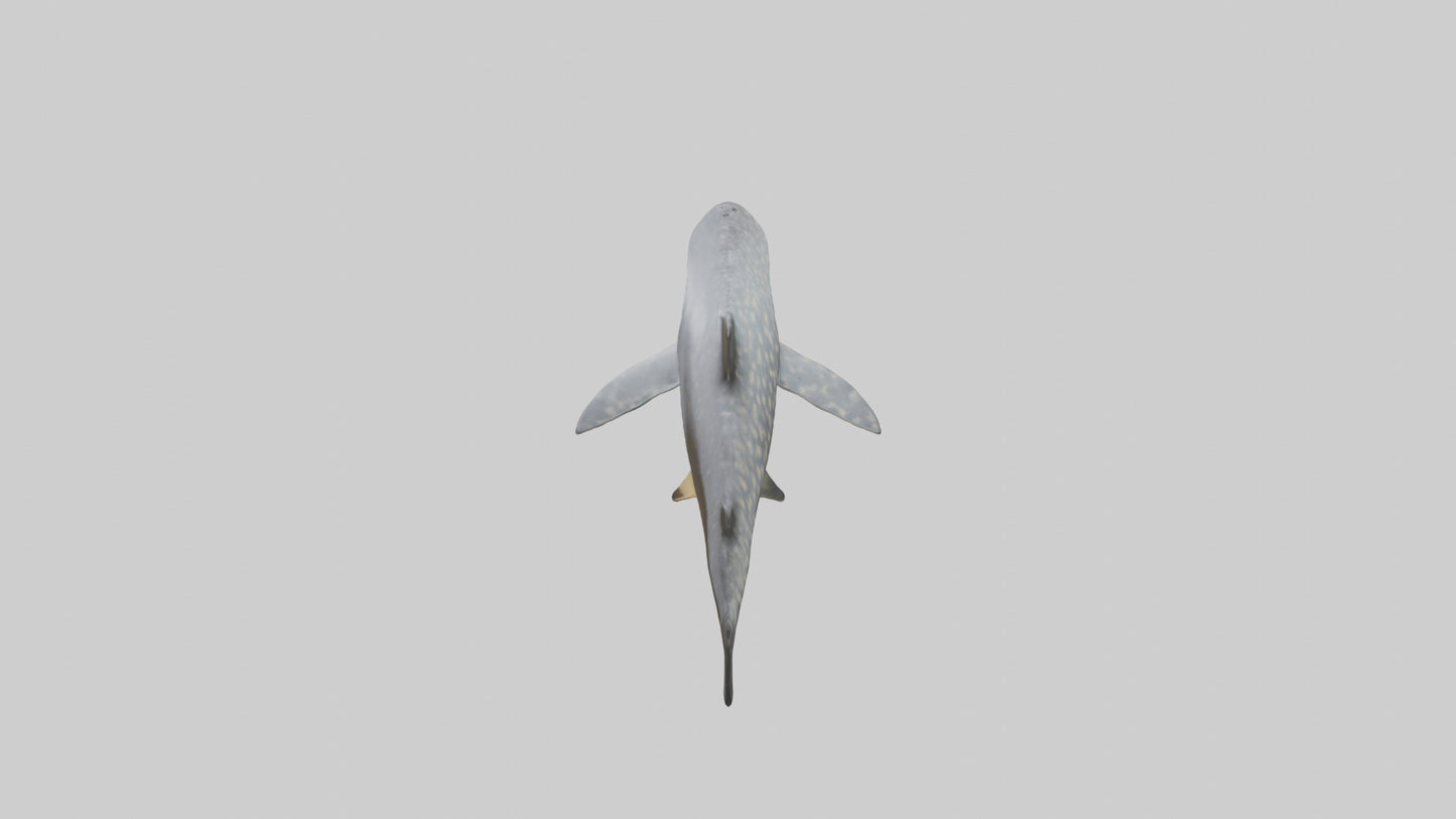 Leopard Shark resting model VR / AR / low-poly