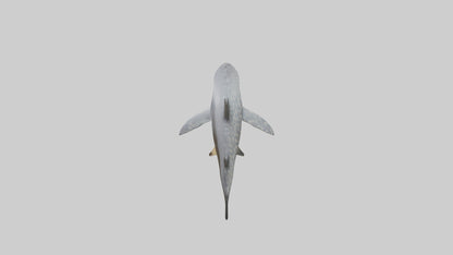 Leopard Shark resting model VR / AR / low-poly