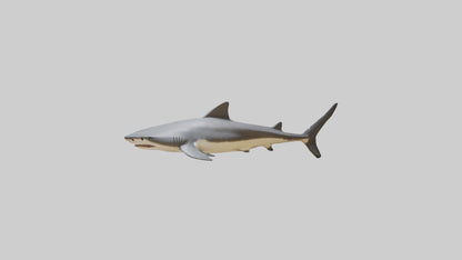 Leopard Shark resting model VR / AR / low-poly