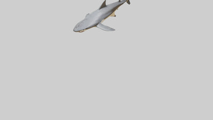 Leopard Shark resting model VR / AR / low-poly