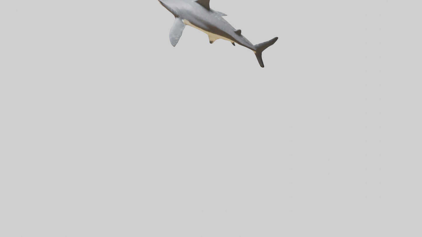 Leopard Shark resting model VR / AR / low-poly
