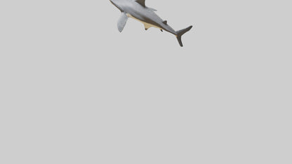 Leopard Shark resting model VR / AR / low-poly