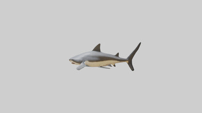Leopard Shark resting model VR / AR / low-poly
