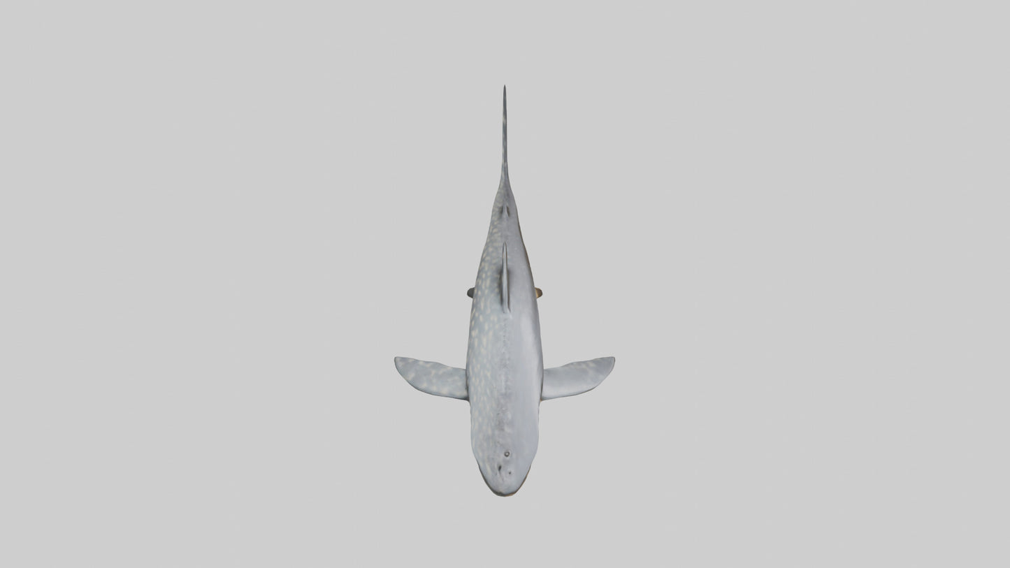 Leopard Shark resting model VR / AR / low-poly