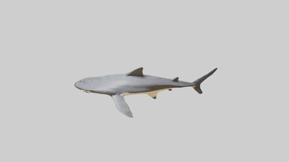 Leopard Shark resting model VR / AR / low-poly
