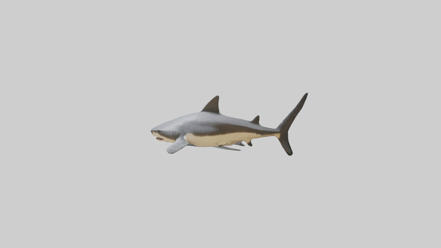 Leopard Shark resting model VR / AR / low-poly