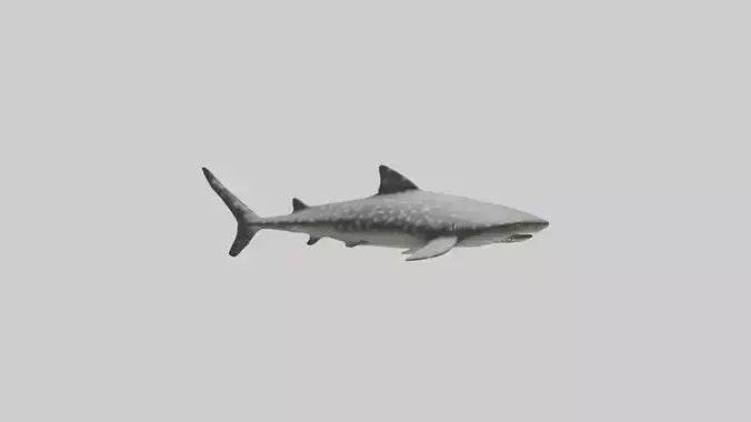 Leopard Shark resting model VR / AR / low-poly
