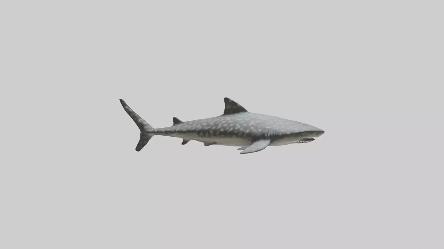 Leopard Shark resting model VR / AR / low-poly
